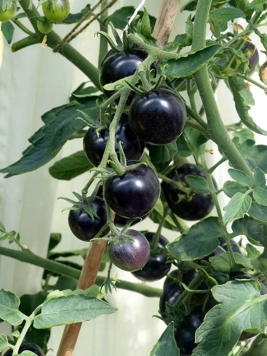 Black Cherry Tomato