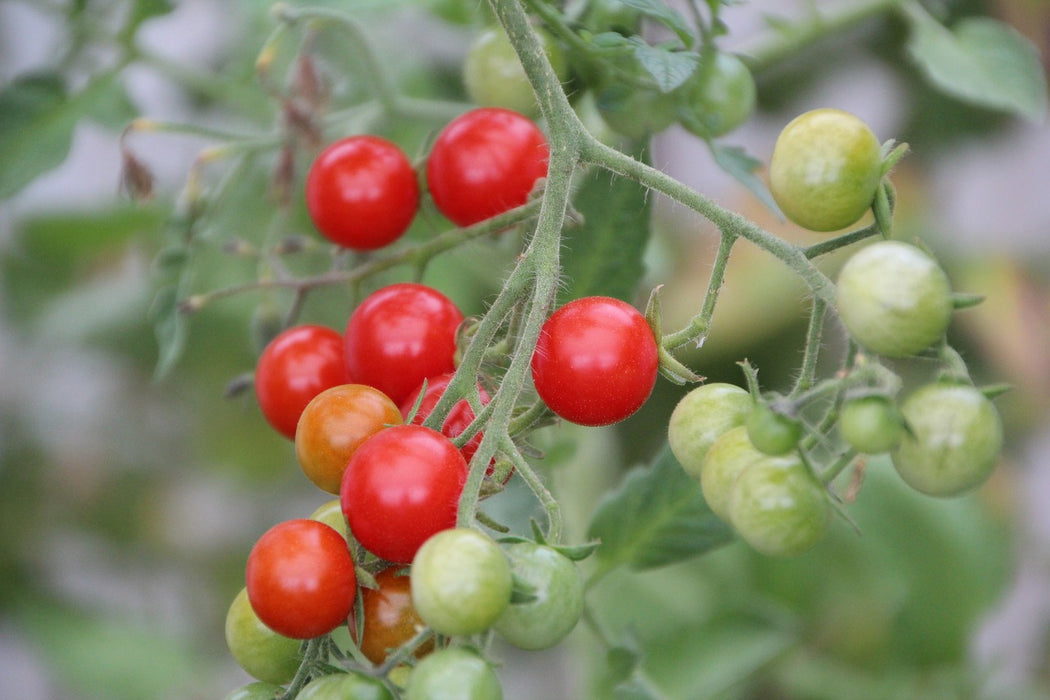 Red Cherry Tomato