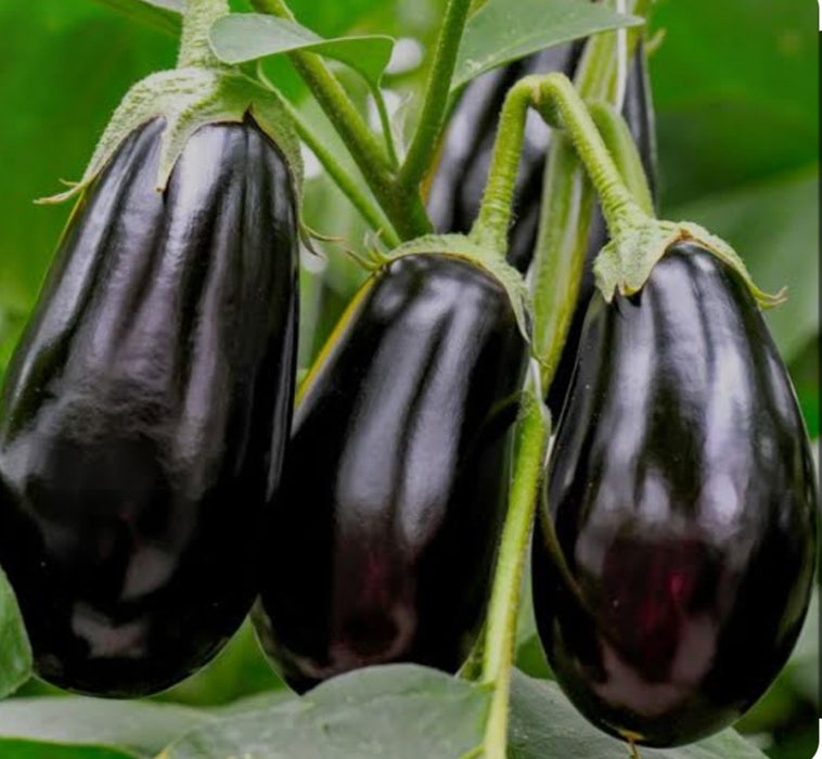 Black Beauty Eggplant