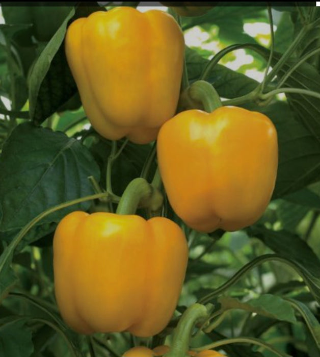 Yellow Capsicum