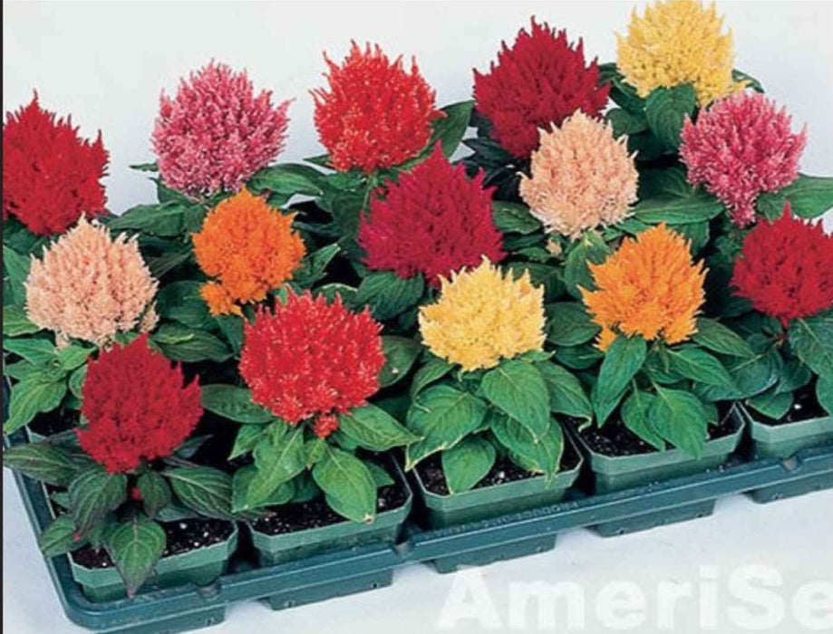 Celosia kimono mix