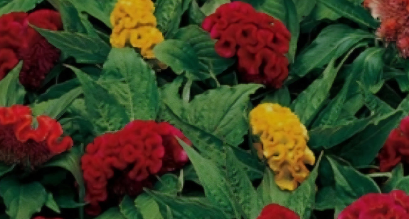 Celosia concertina mix