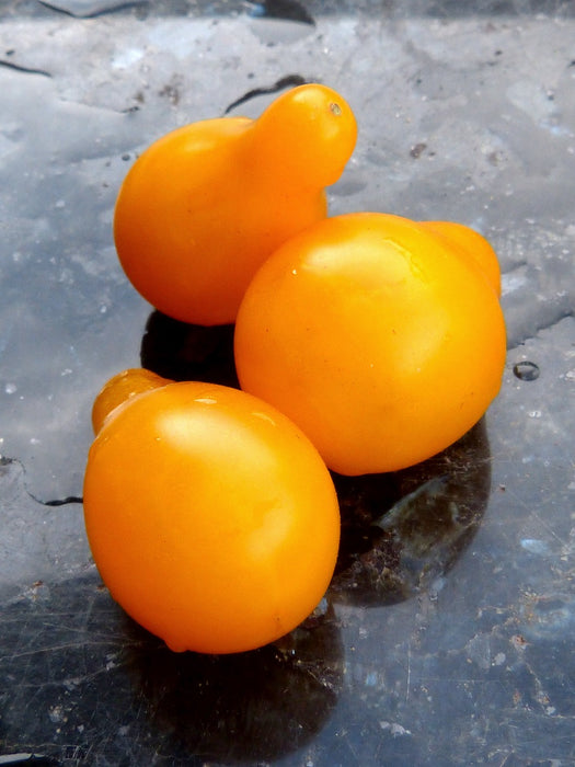 Yellow pear tomato