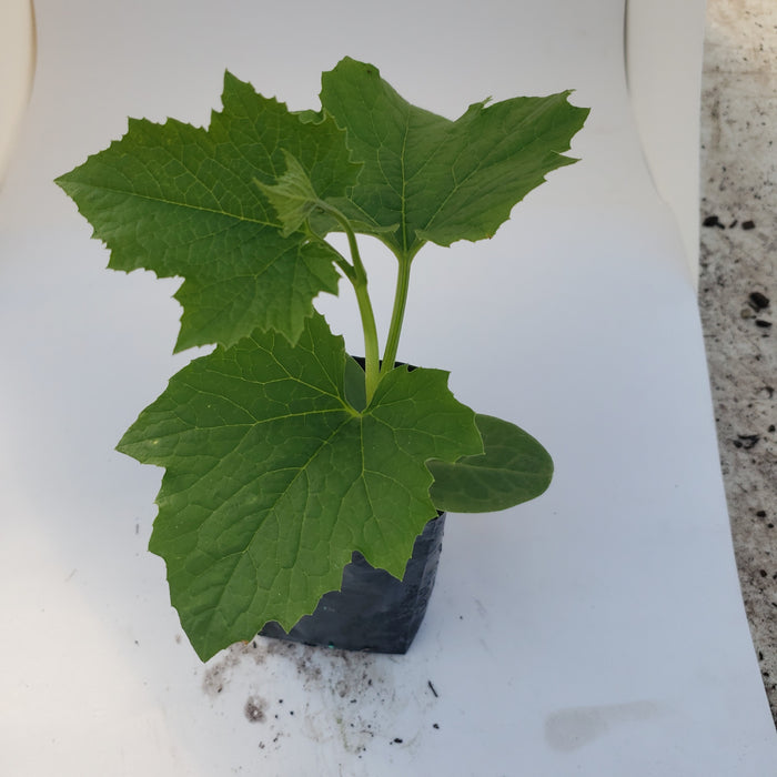 Luffa (Long Ridge) Turai