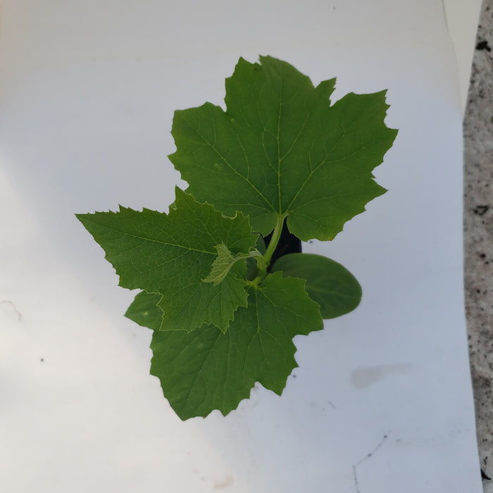 Luffa (Long Ridge) Turai