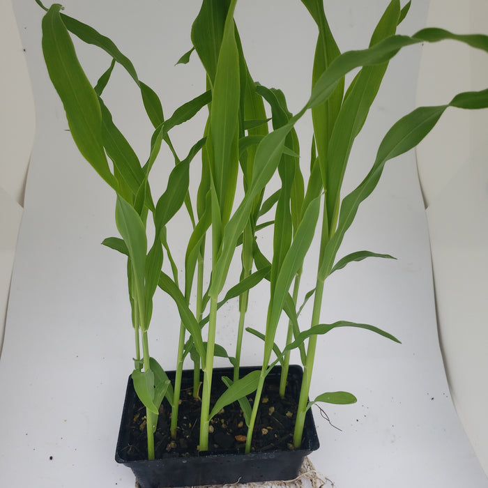 Sweetcorn