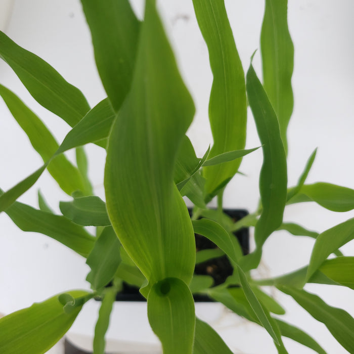 Sweetcorn