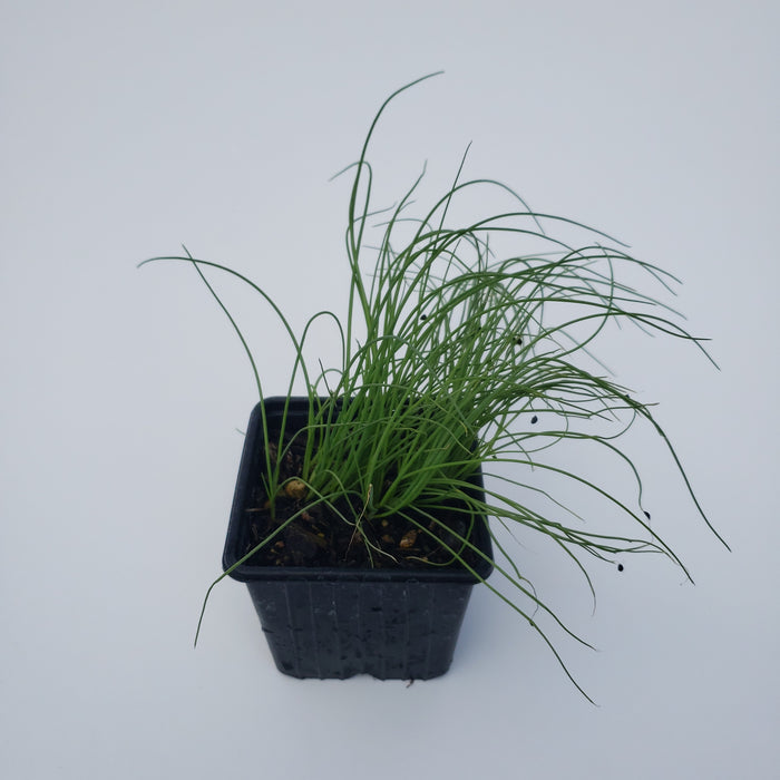 Spring Onion
