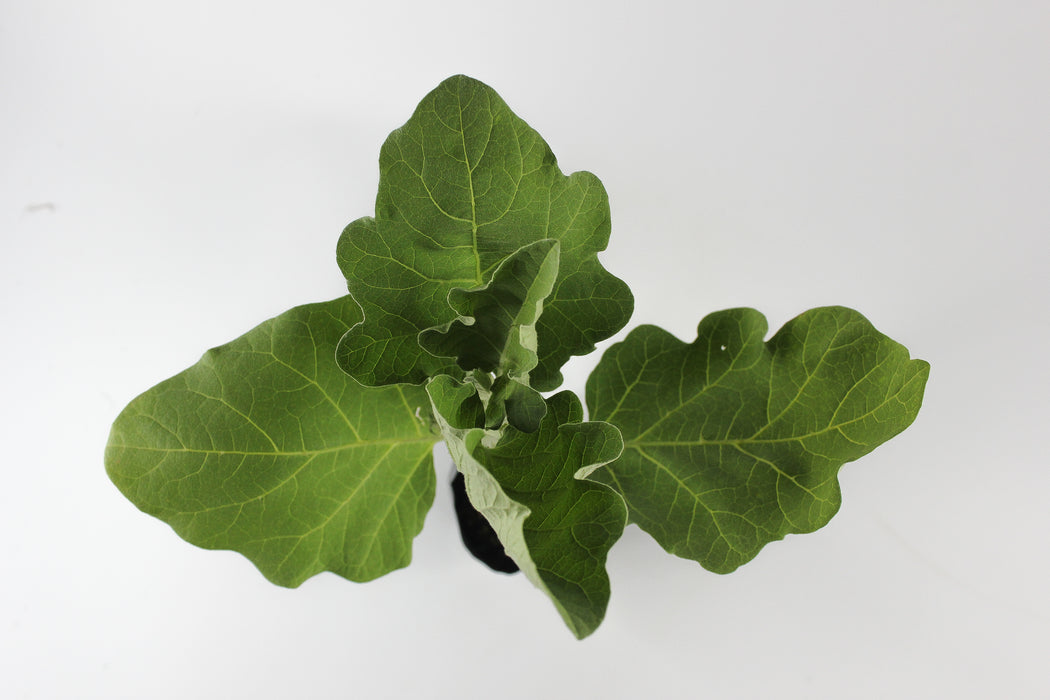 Black Beauty Eggplant