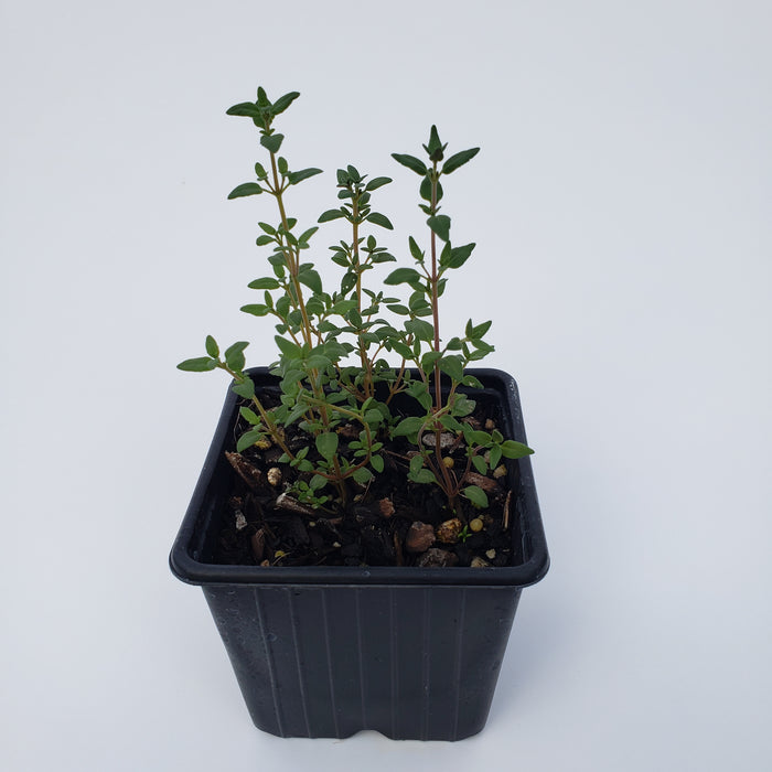 Thyme