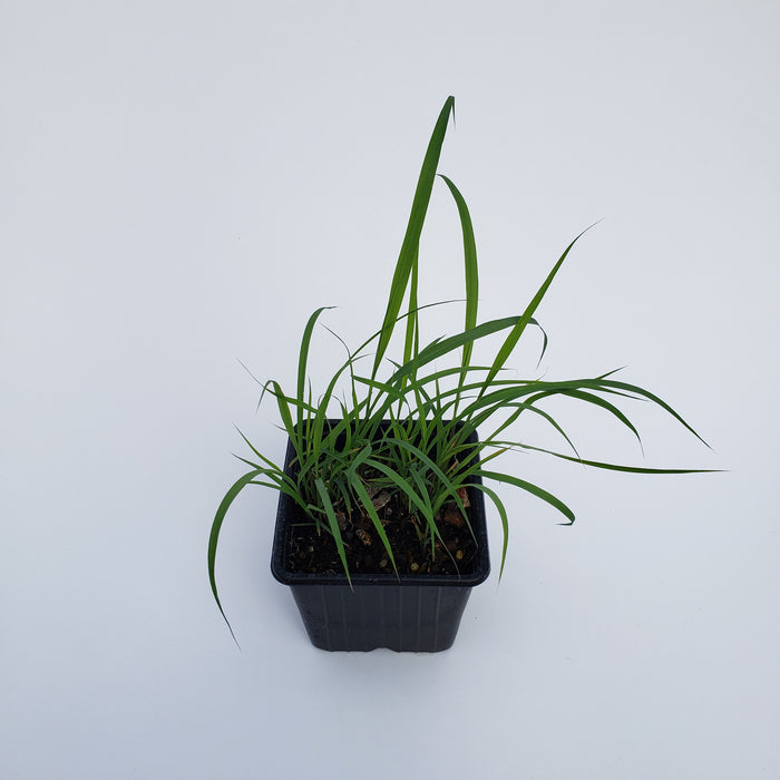 Lemongrass