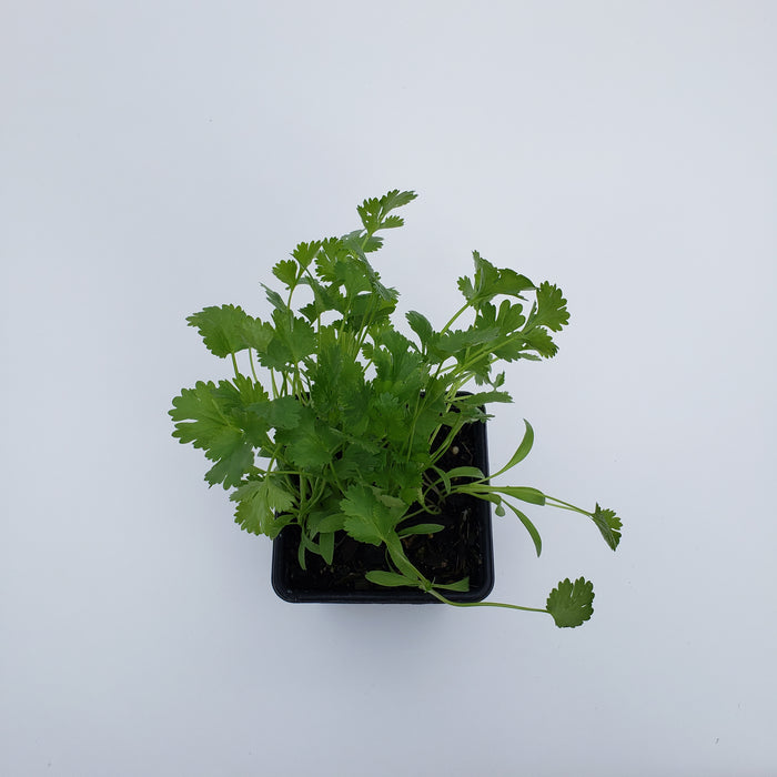 Coriander