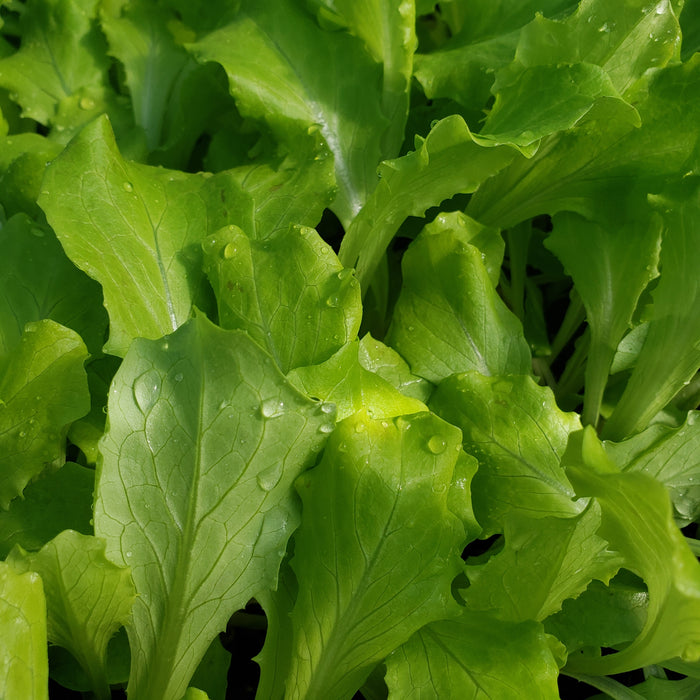 Red Fringe Loose Leaf Lettuce