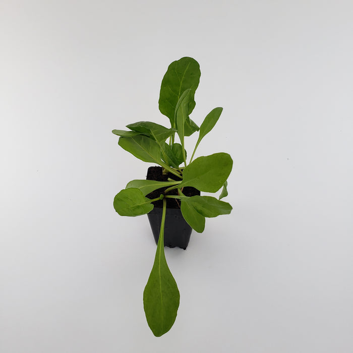 Perpetual Spinach