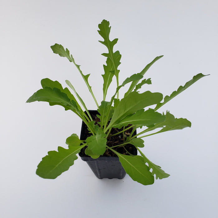 Rocket Lettuce