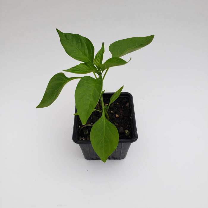Jalapeño Chilli