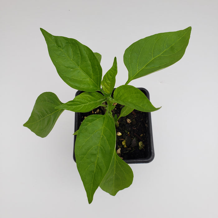Asian Fire Chilli(Long Green)