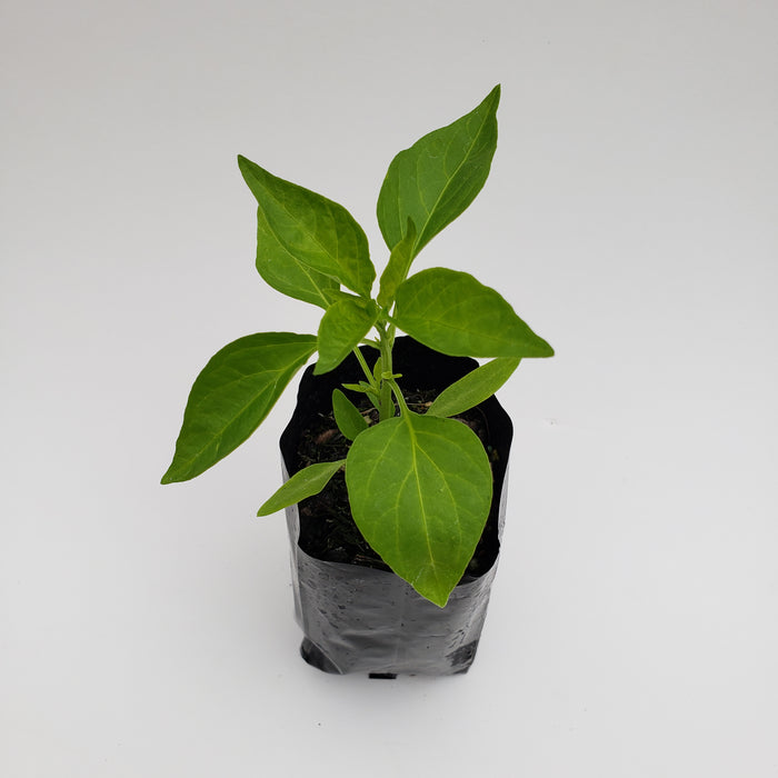 Asian Fire Chilli(Long Green)