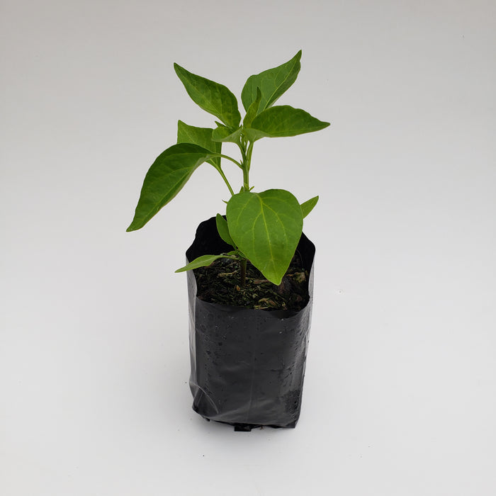 Asian Fire Chilli(Long Green)