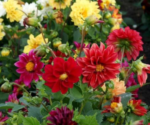 Dahlia Opera Dwarf Flower Mix