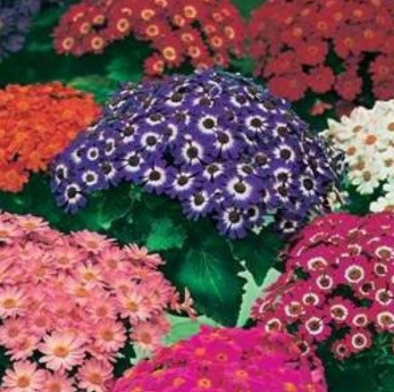 Cineraria Dwarf Bedding Mix