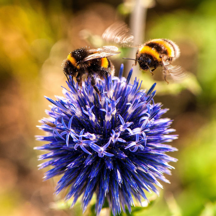 Did you know that bees play a critical role in our ecosystem?