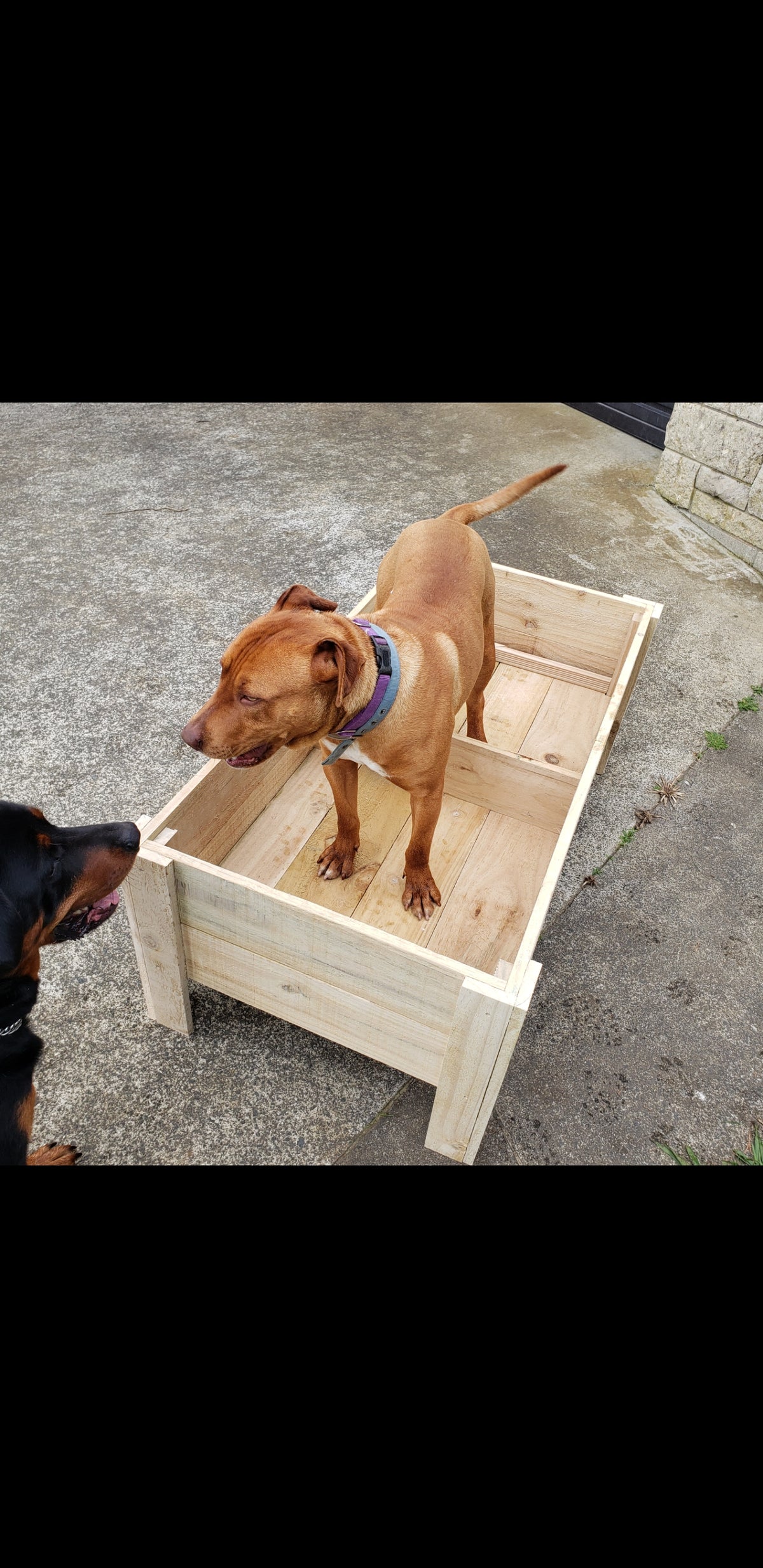 Planter Box Basics — NZ Veggie Plants