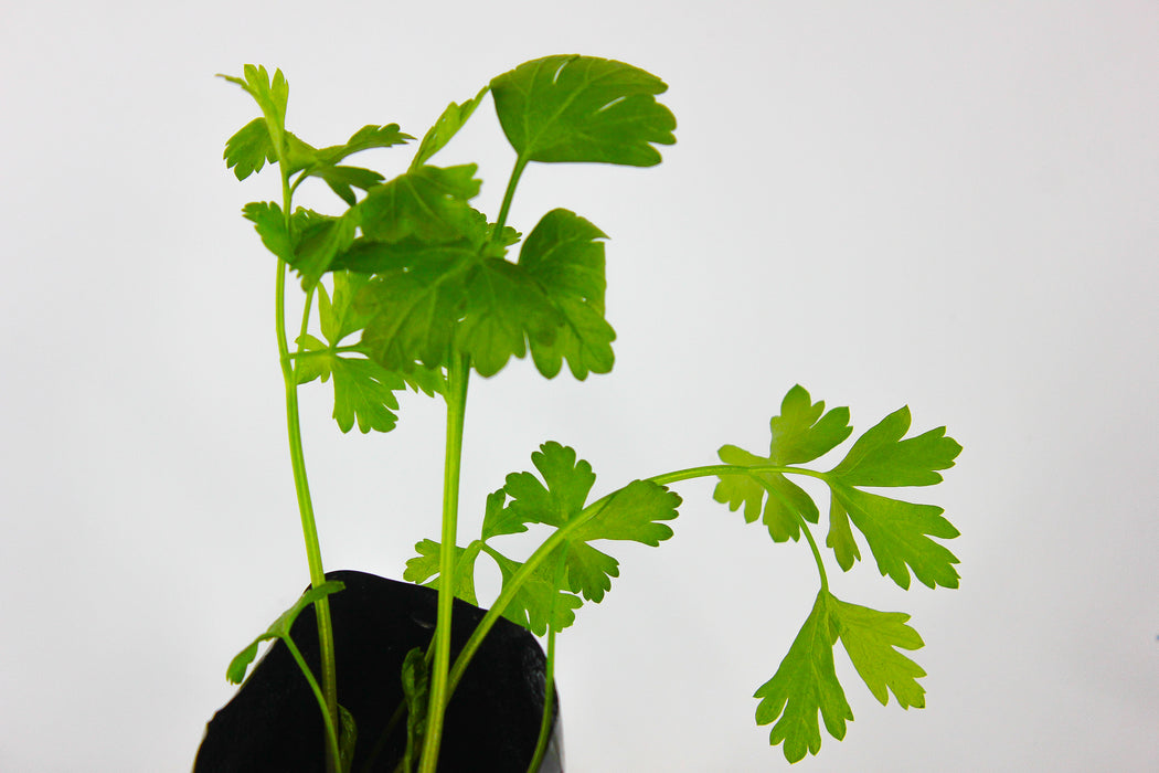 Italian Parsley (Flat-Leaf)