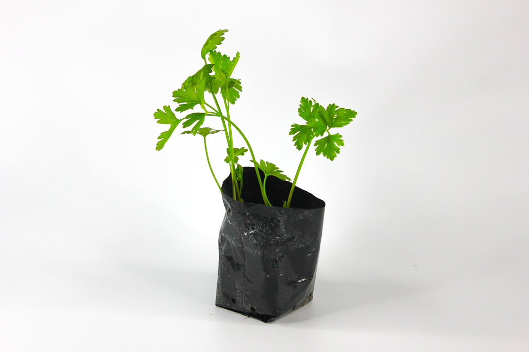 Italian Parsley (Flat-Leaf)