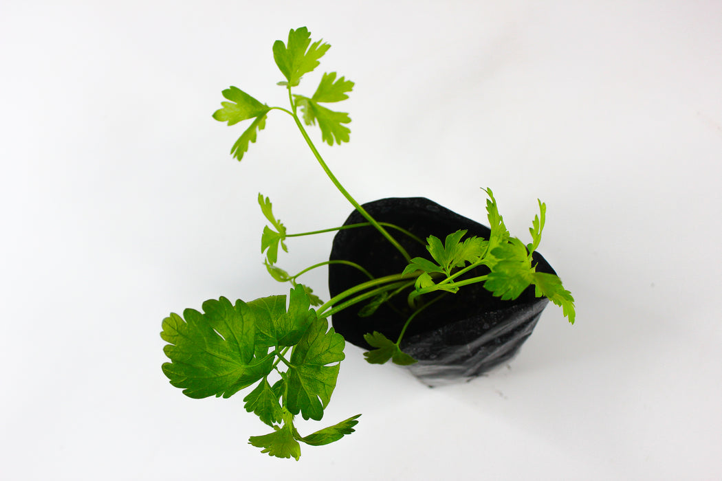 Italian Parsley (Flat-Leaf)