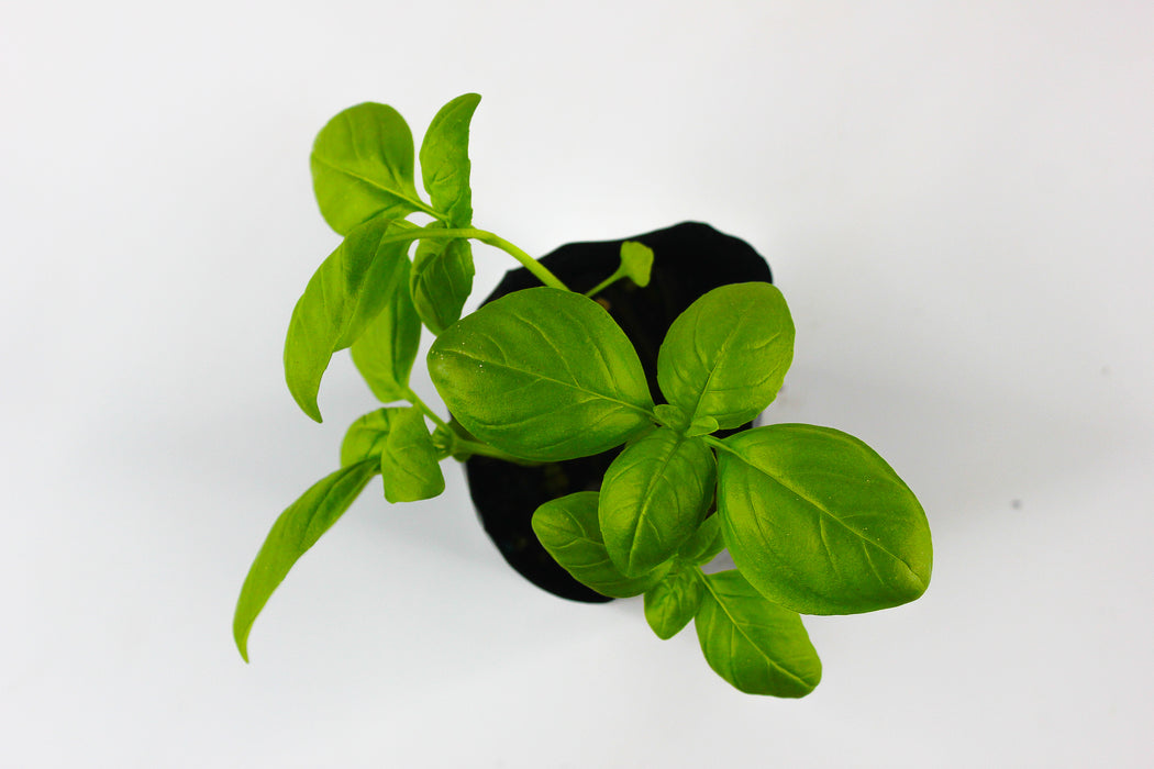 Sweet Basil