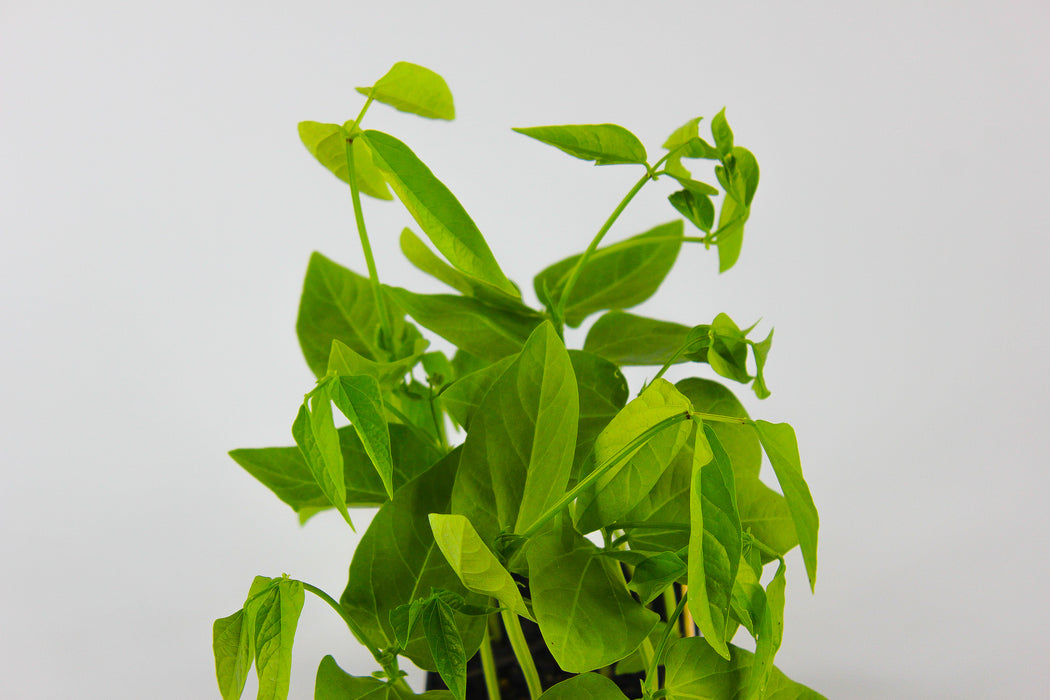 Long Yard Beans( Snake Beans)