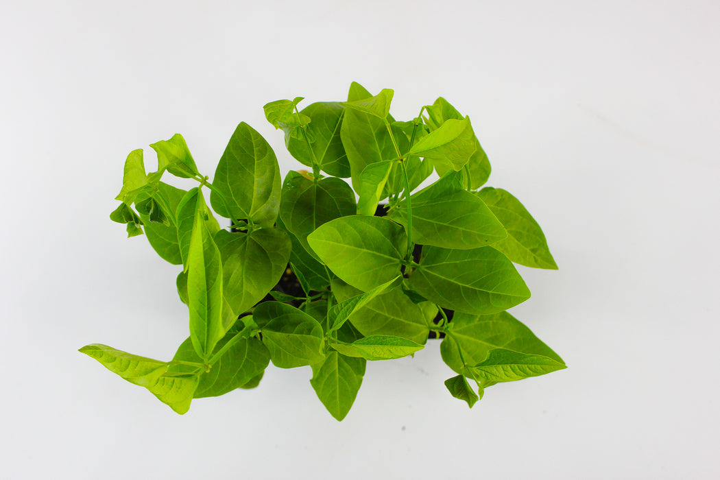 Long Yard Beans( Snake Beans)