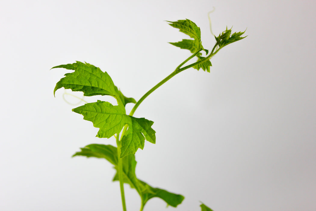 Karela (Indian) Bittermelon