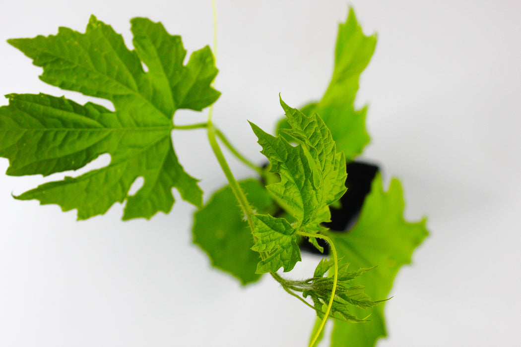 Karela (Indian) Bittermelon