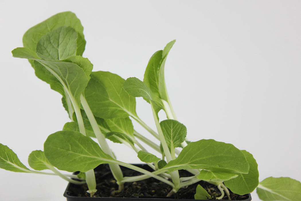 Pak Choi White Flash (Bok Choy)