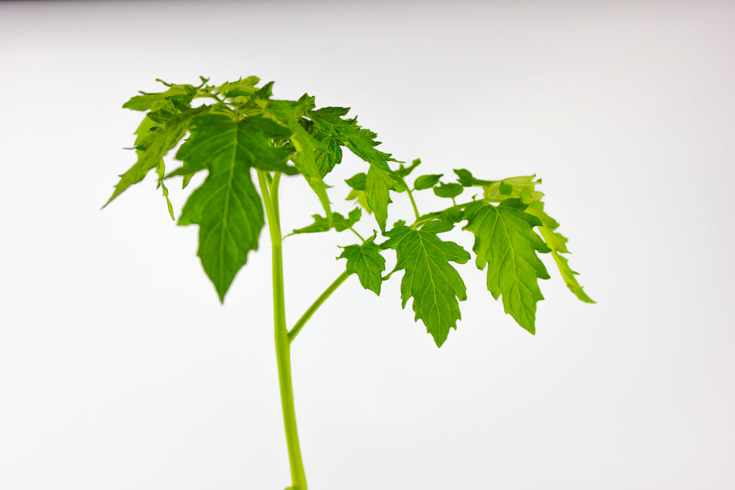 Black Cherry Tomato