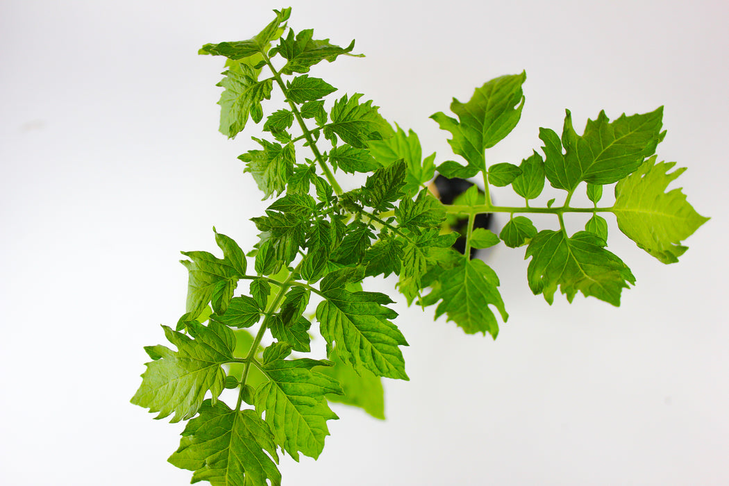 Black Cherry Tomato