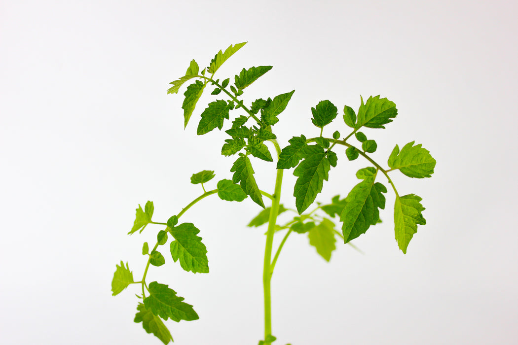 Red Cherry Tomato