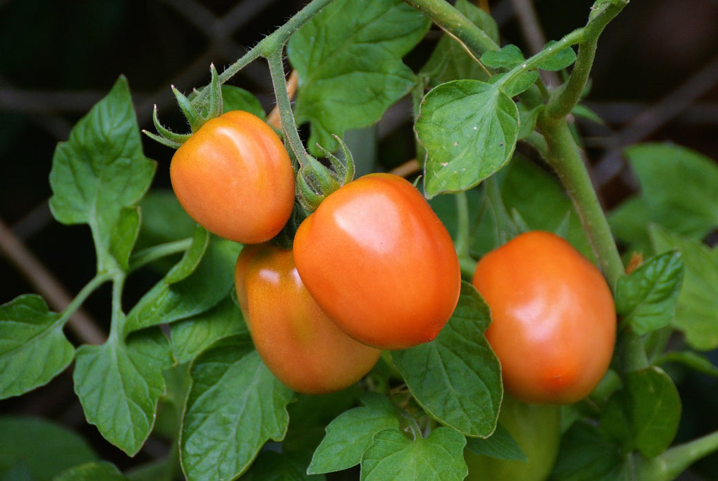 Roma Tomato