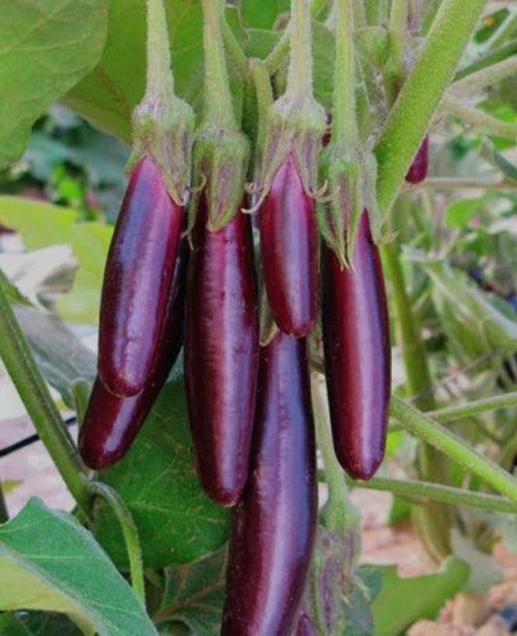 Asian Bride long Purple Eggplant ( Dok)