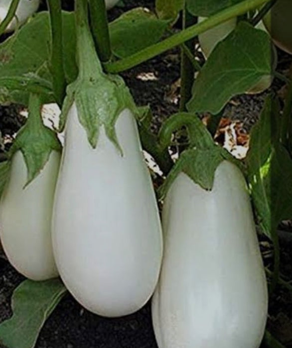 White Star Eggplant