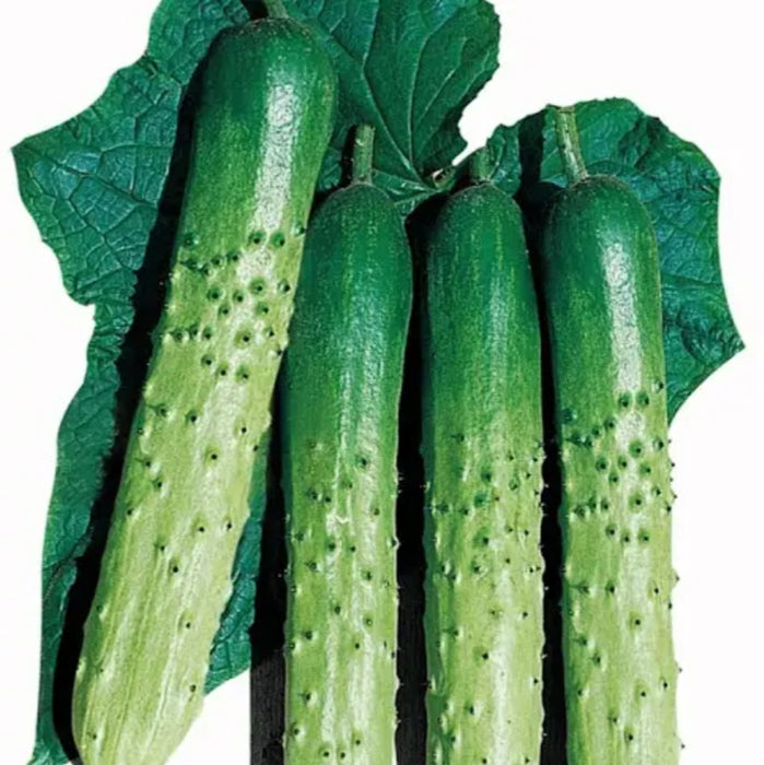 Eun Cheon (Korean) Cucumber