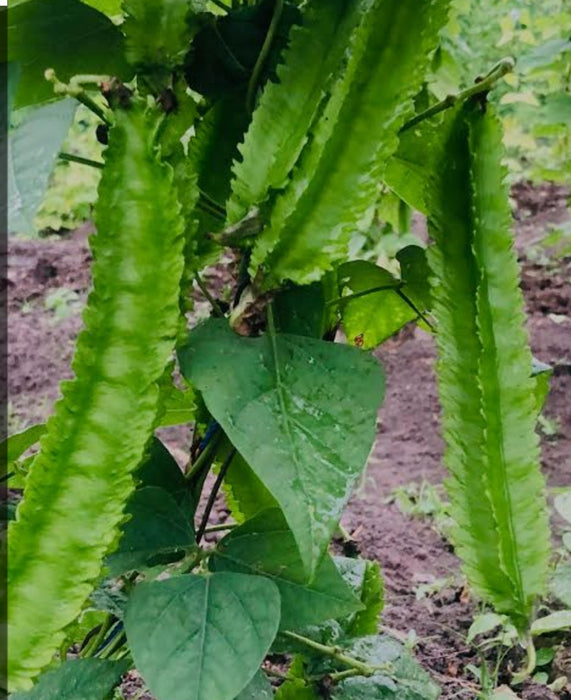 Winged Beans