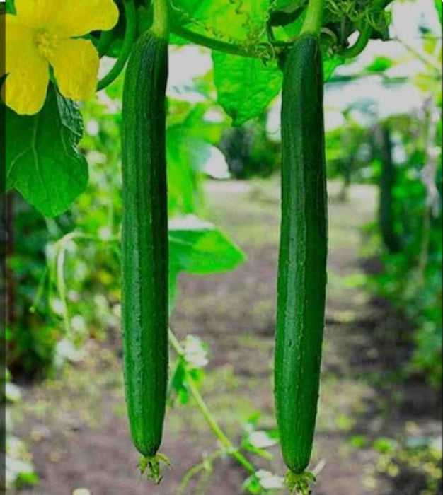 Ram Tori (Sponge Gourd)