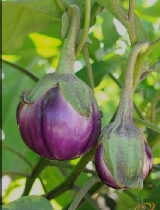 Thai Purple Eggplant