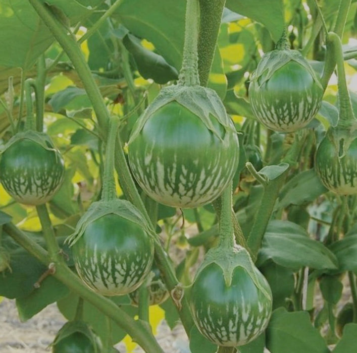 Thai Green Eggplants