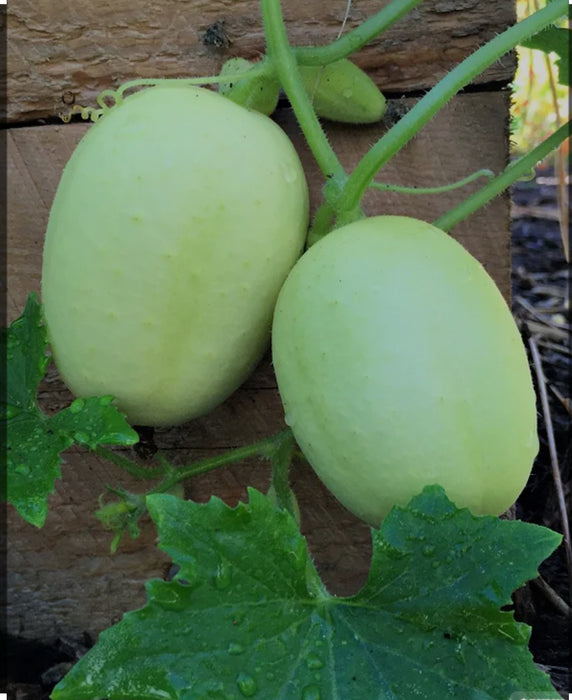 Crystal Apple Cucumber