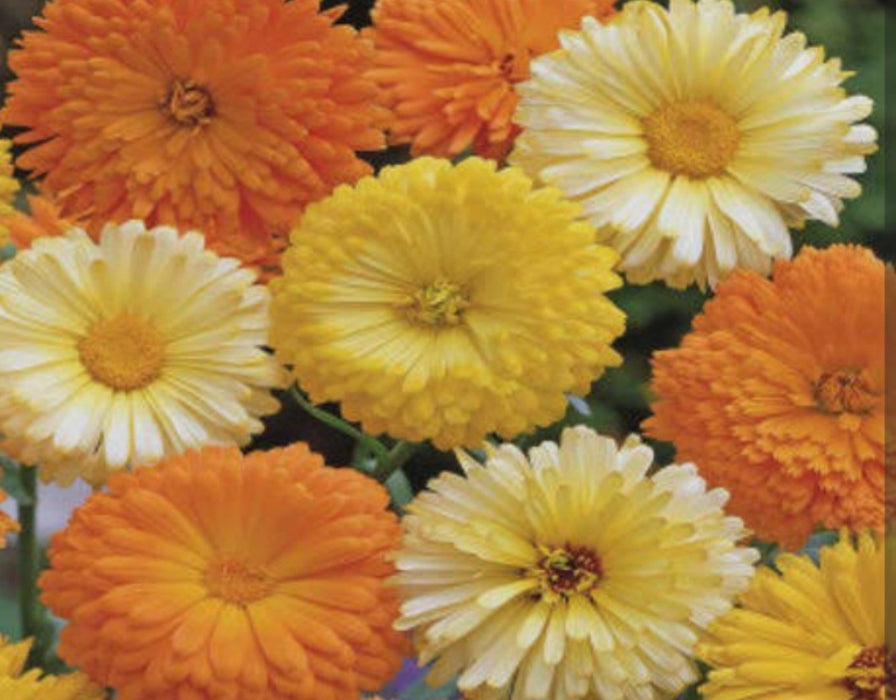 CALENDULA Fiesta Gitana Mix