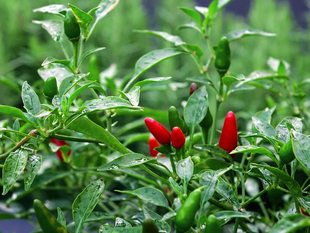 Thai Hot Chilli (Bird's Eye) — NZ Veggie Plants
